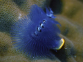   Taken Pango Cove Vila Vanuatu. Christmas Tree Worm Spirobranchus gigantteus comes assortment colors yellows reds blues oranges most between. Vanuatu between  